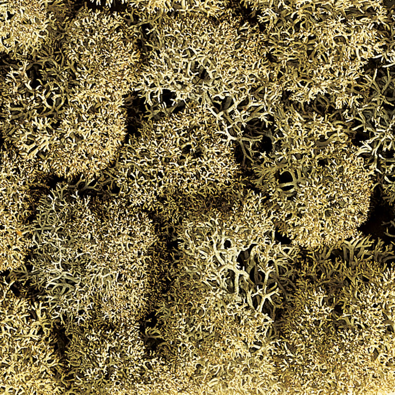 Κάνε κλικ για να δεις την εικόνα 2 του Noch Θάμνος Γκρι 08600 , 35 gr