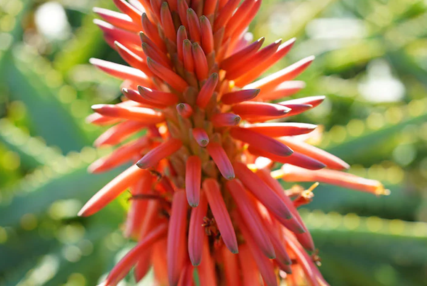 3747751-Tile-5-Sony-40mm-F25G