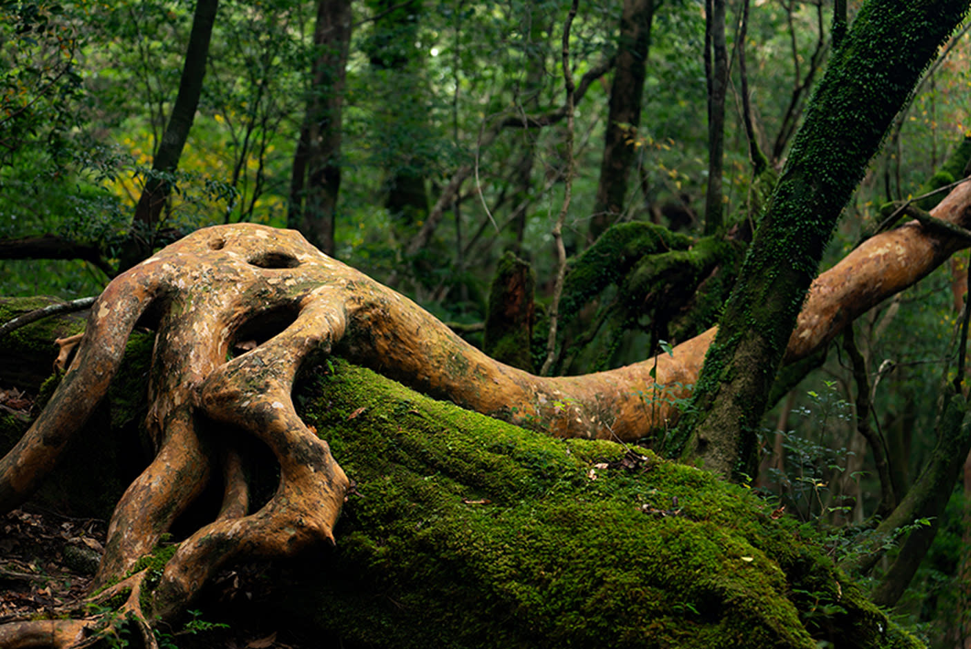 4076699-Tile-4-Outstanding-Image-Quality