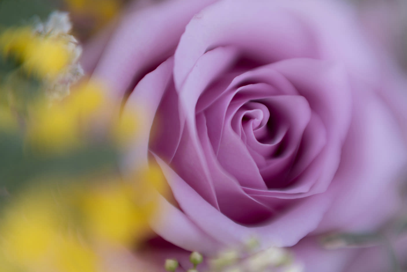 4076699-Tile-6-Close-up-Photography