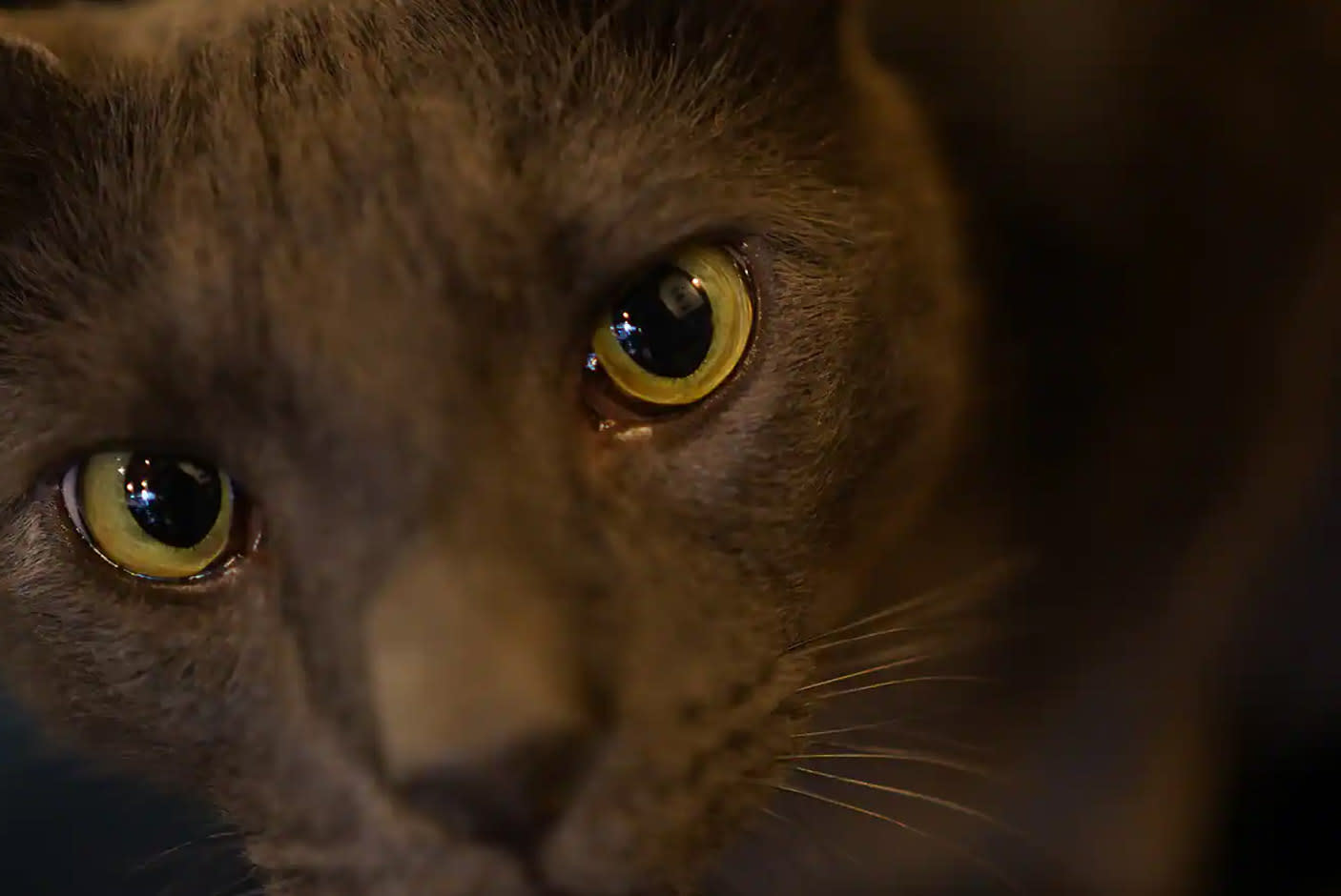 4128559-Tile-3-Flexible-Focus