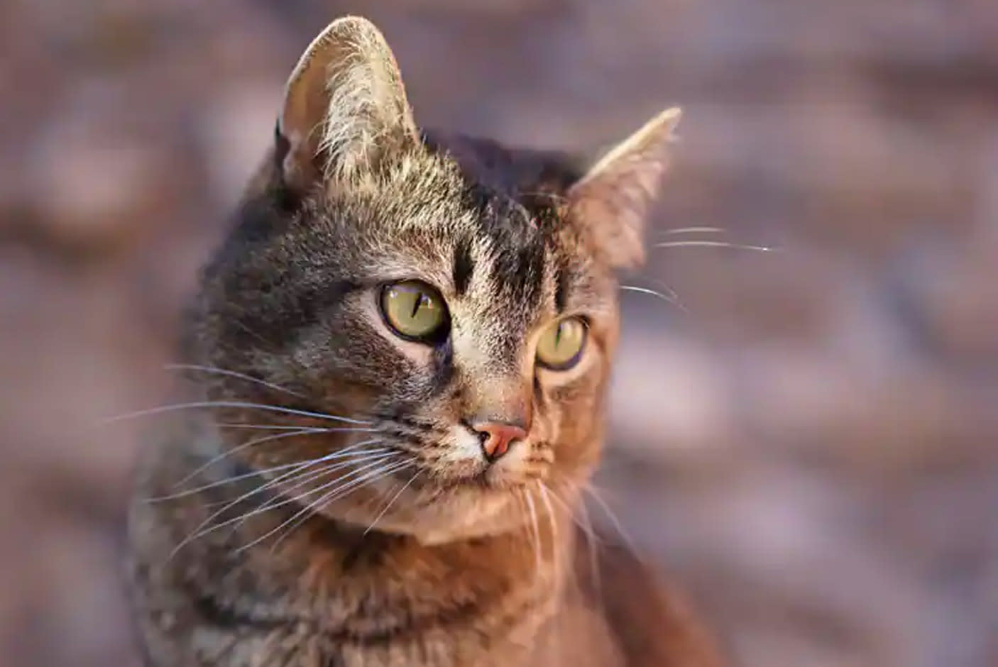 4128575-Tile-3-Great-Bokeh-Features