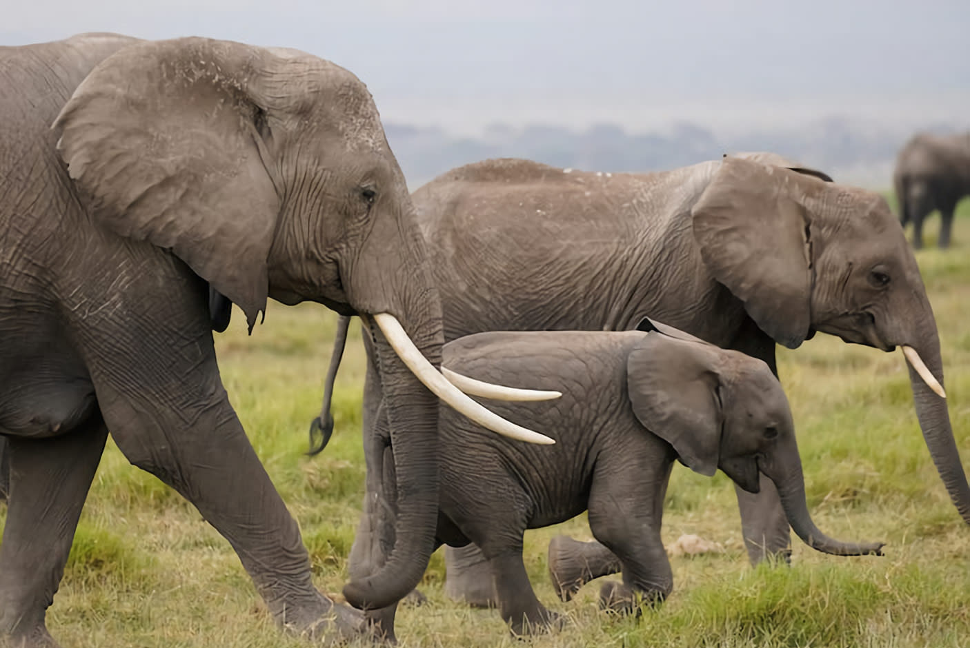 4128583-Tile-1-Sony-G-OSS-670-360-bokeh