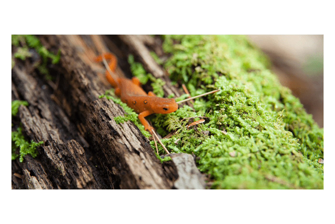 4130294-Tile-5-Kodak-WPZ2-detail