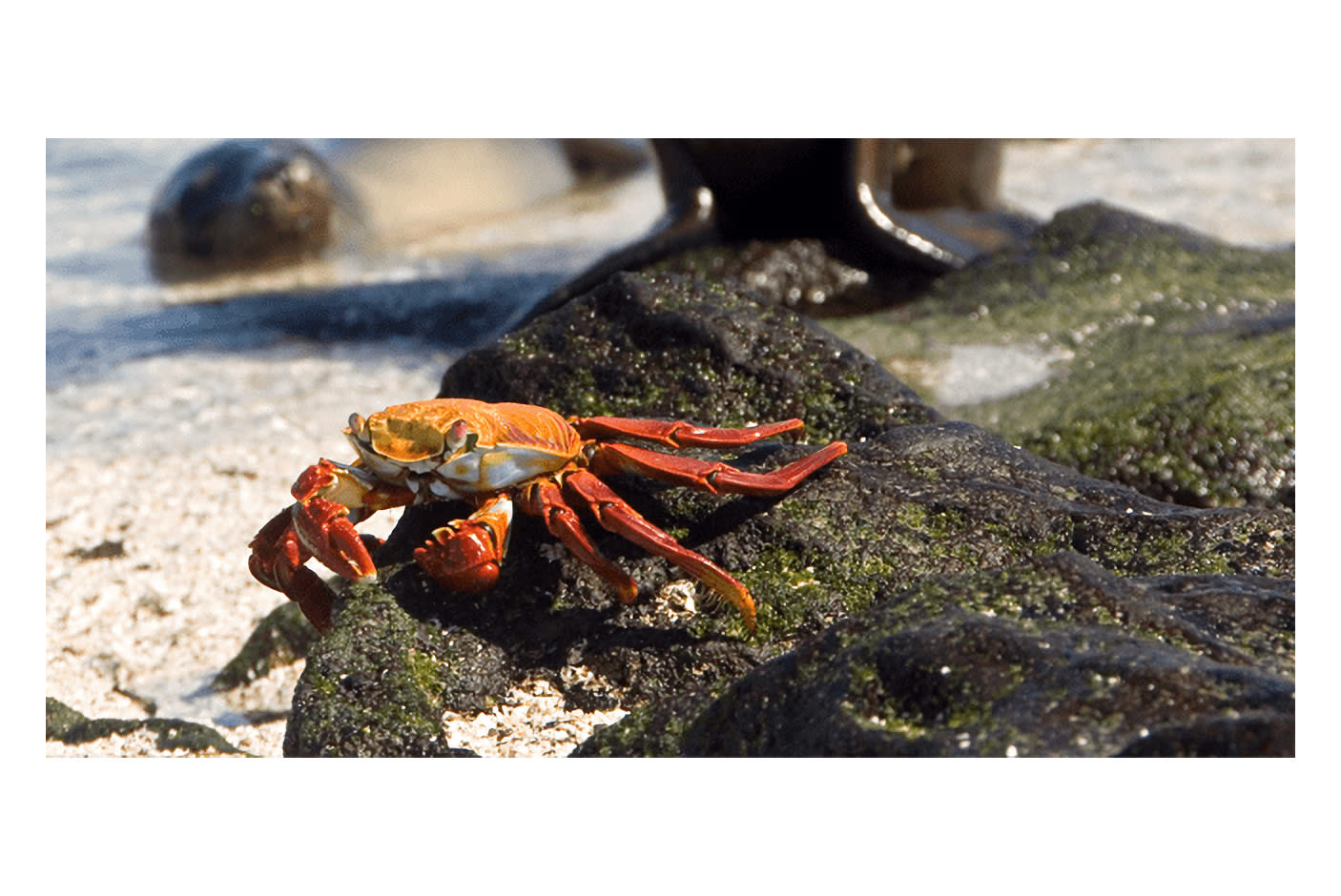 4130294-Tile-1-Kodak-WPZ2-zoom