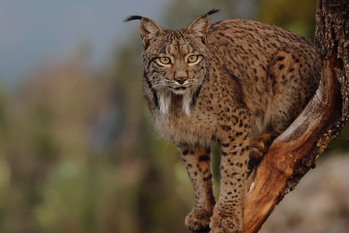 4141768-Tile-4-EOS-R7-quality