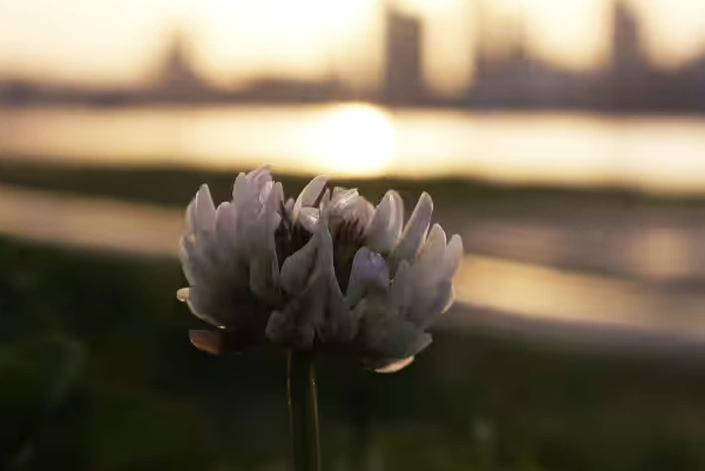 4292898-Tile-7-High-Quality-Imagery