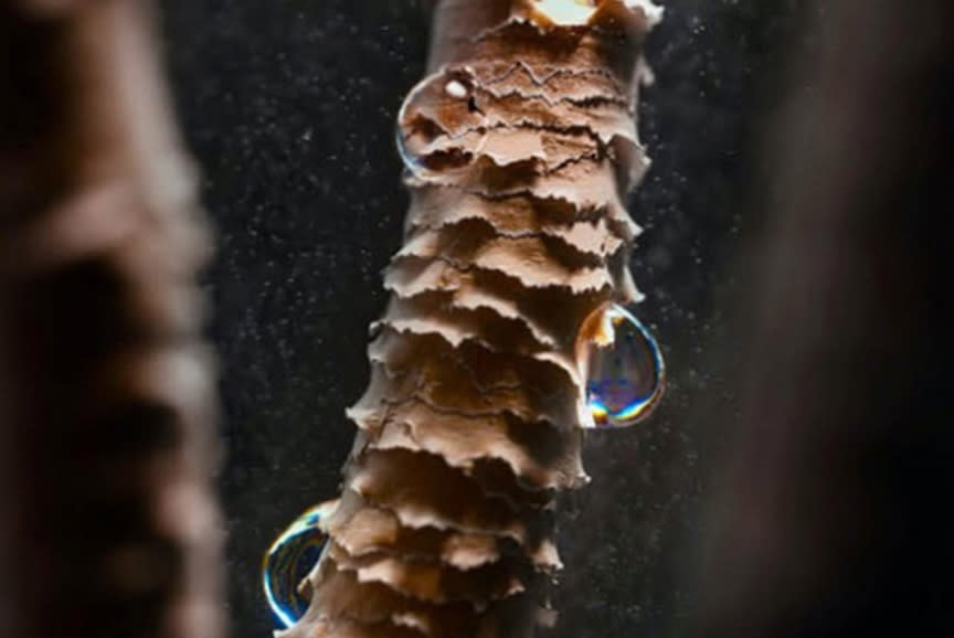 4431324_TILE5_0f0f0f