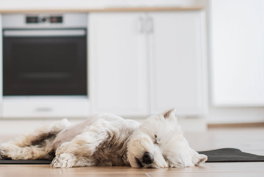 4546229_TILE1_e2e2e4