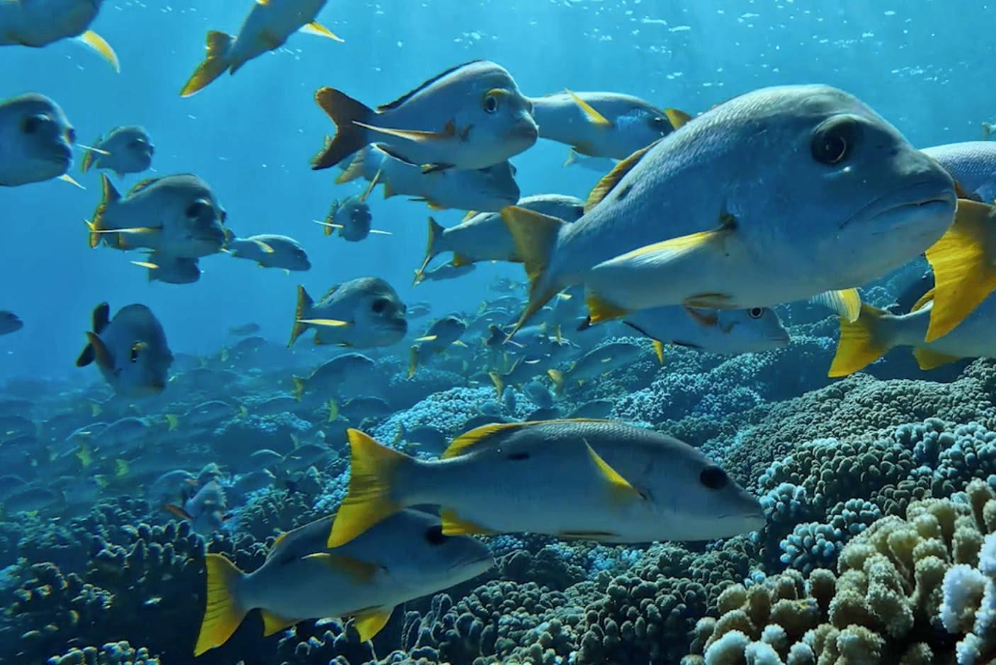 4617932-Tile-1-DJI-Hero13-uhd