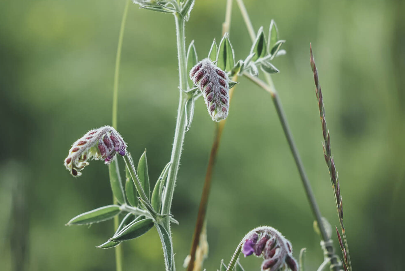 4672976-Tile-7-Phase-Detection-AF