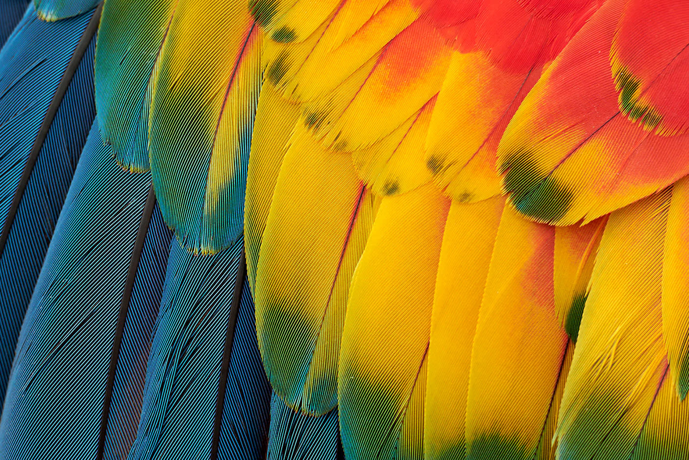 4782623-Tile-2-Dell-S3425DW