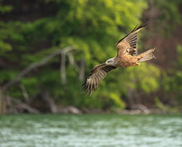 Canon EOS R5 Dual Pixel RAW