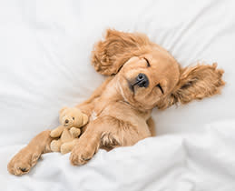 Bosch Πλυντήριο Πιάτων SPS2HKI58E