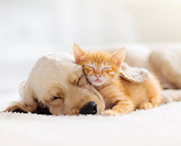 Bosch Πλυντήριο Πιάτων SPS2HKW58E