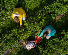 Environmental Certification