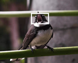 Subject Detection Autofocus