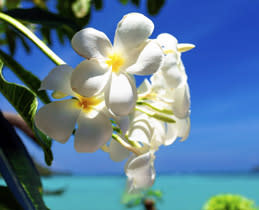 Sunlight Display Enhancement