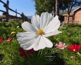 D-Log M Color Recovery